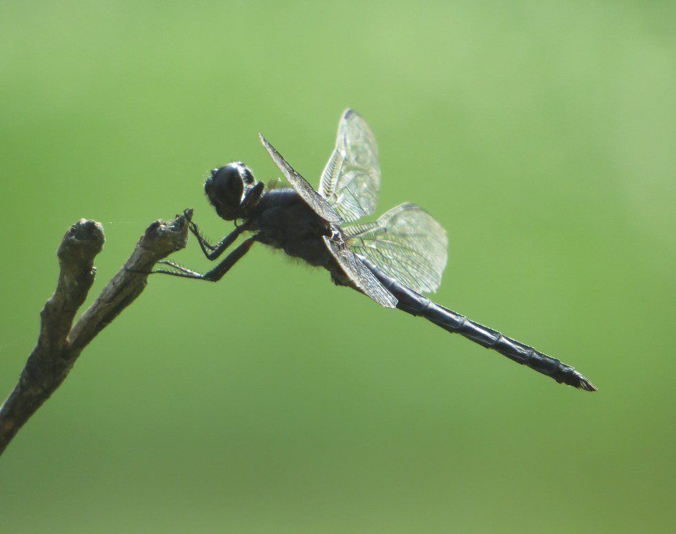 The Insight Of A Dragonfly