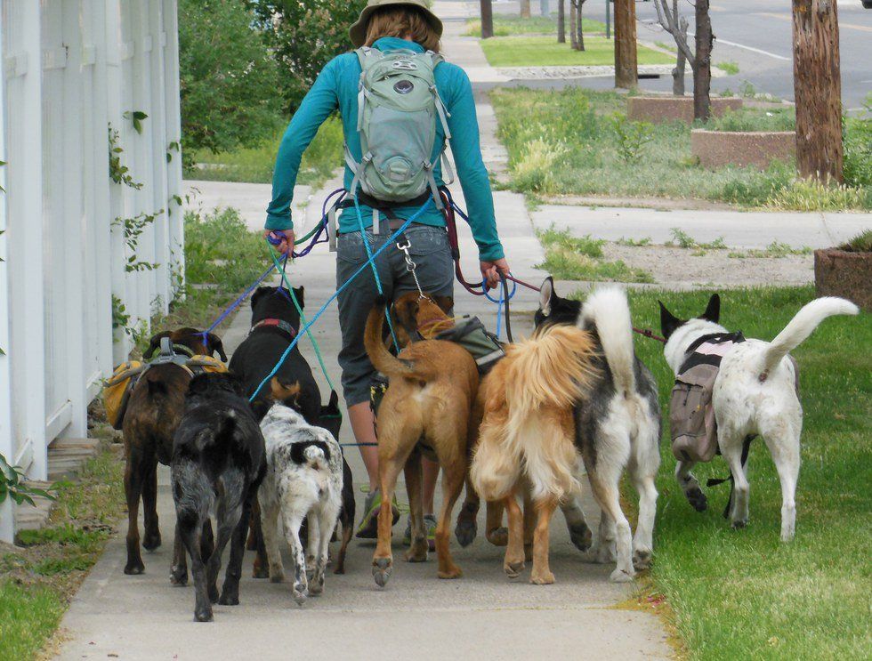 Six Stages Of Dog-Sitting