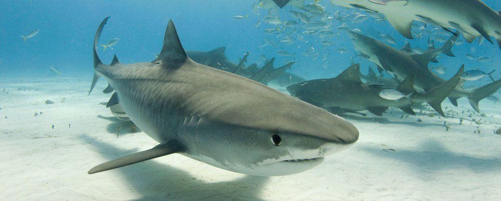 11 Facts That May Change Your Opinion On Sharks