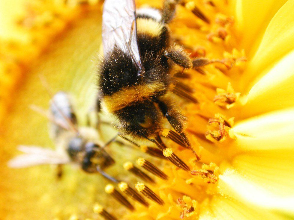 Bees Are Dying: So Who's Doing What About It?