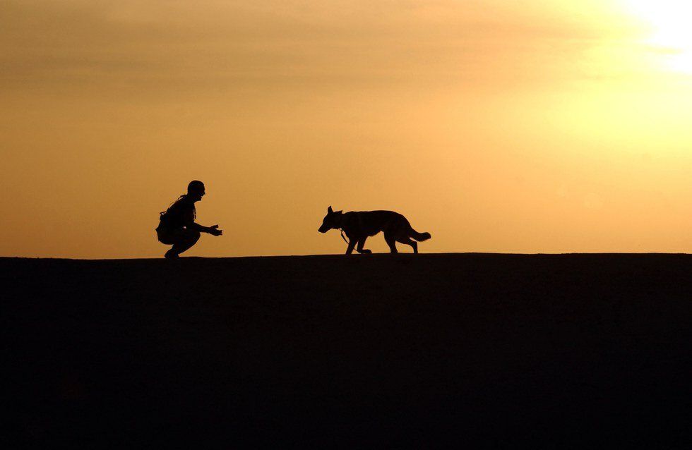 Breaking Bad Breath: How I Saved My Dog's Life With A Tooth Brush