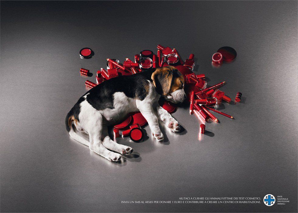 Animal Testing For Cosmetics Should Be Banned Once And For All