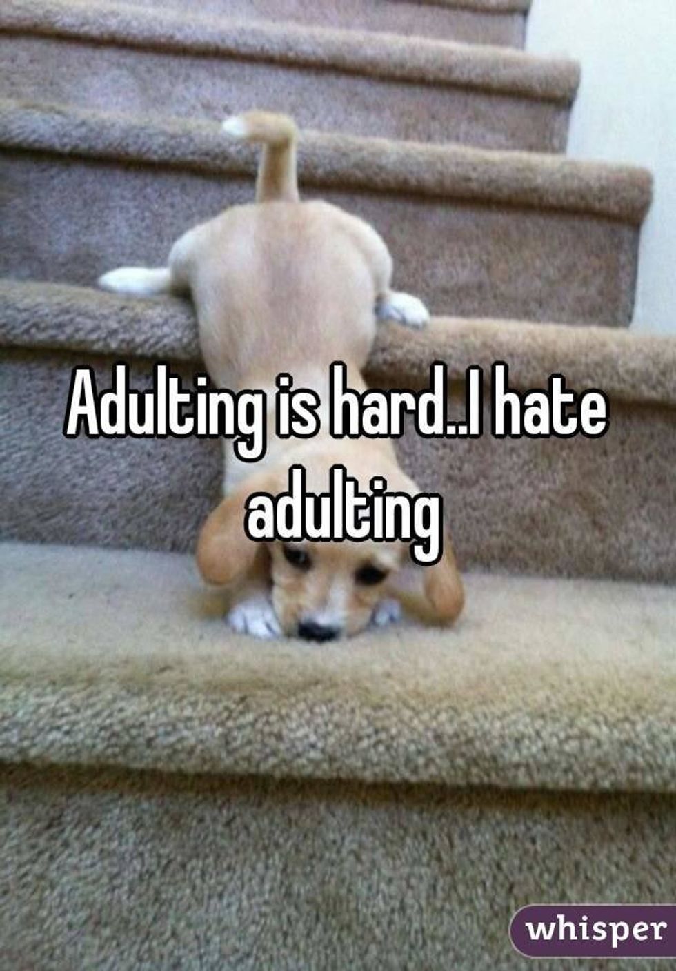 5 Reasons Adulting Sucks