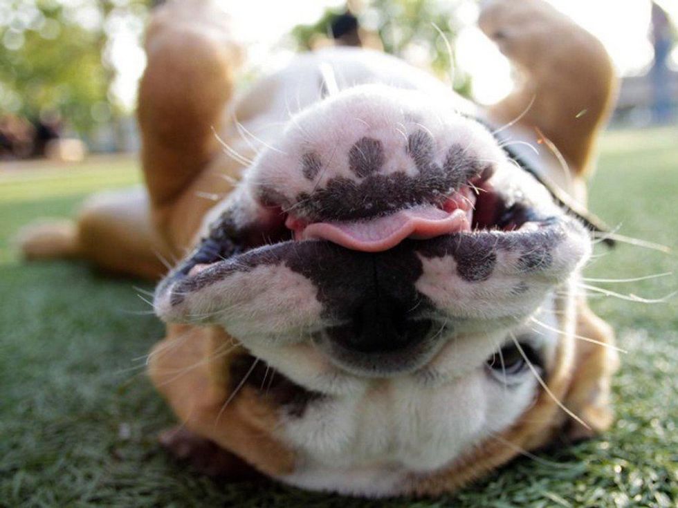 20 Dogs That Are Sure To Cheer You Up