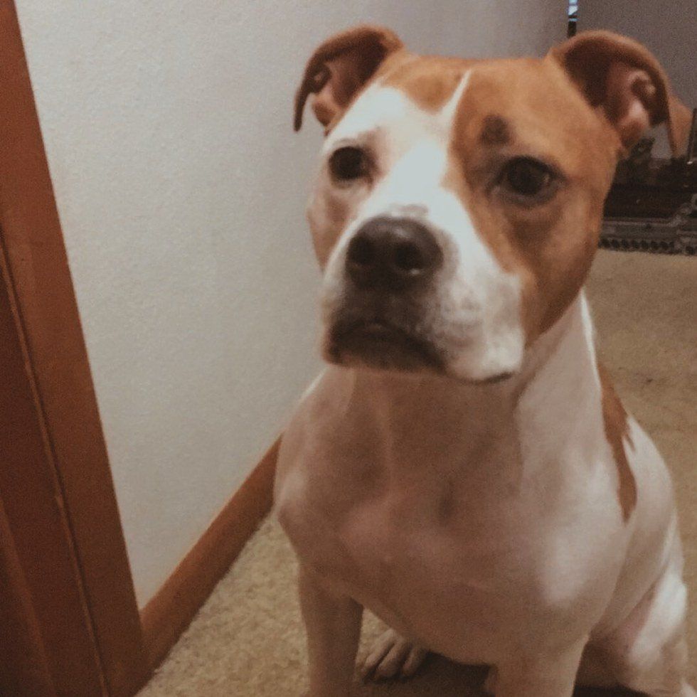 5 Reasons Pitbulls Are A Misunderstood Breed