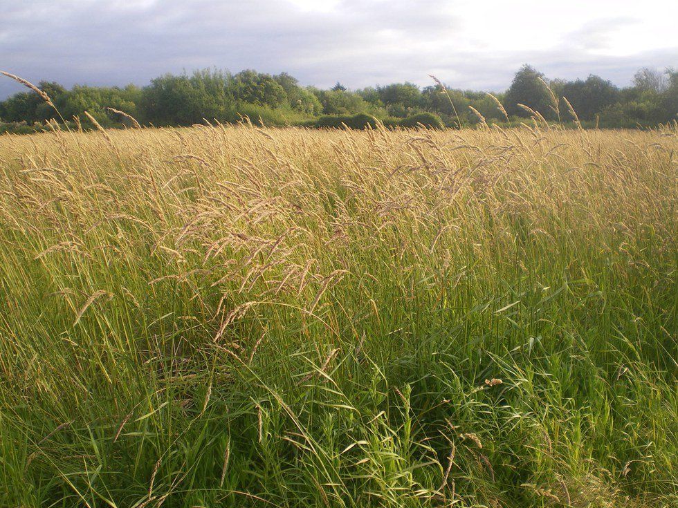 Tales From The Tall Grass