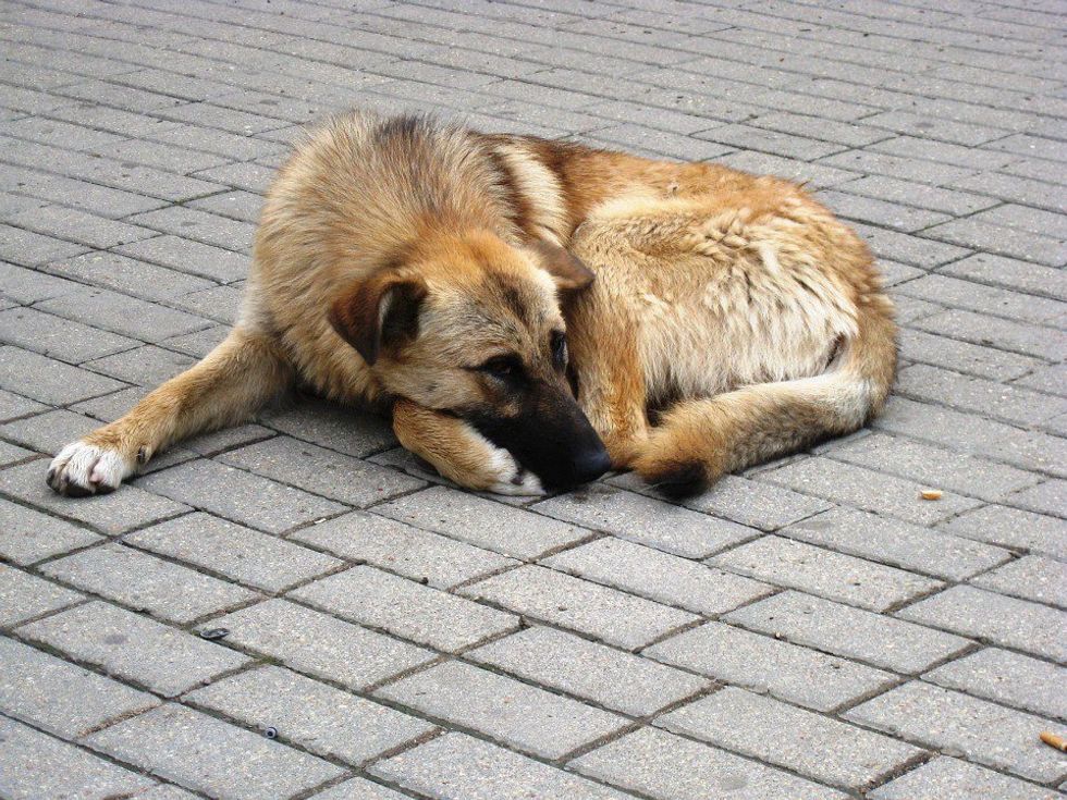 A Closer Look At: Canine Homelessness