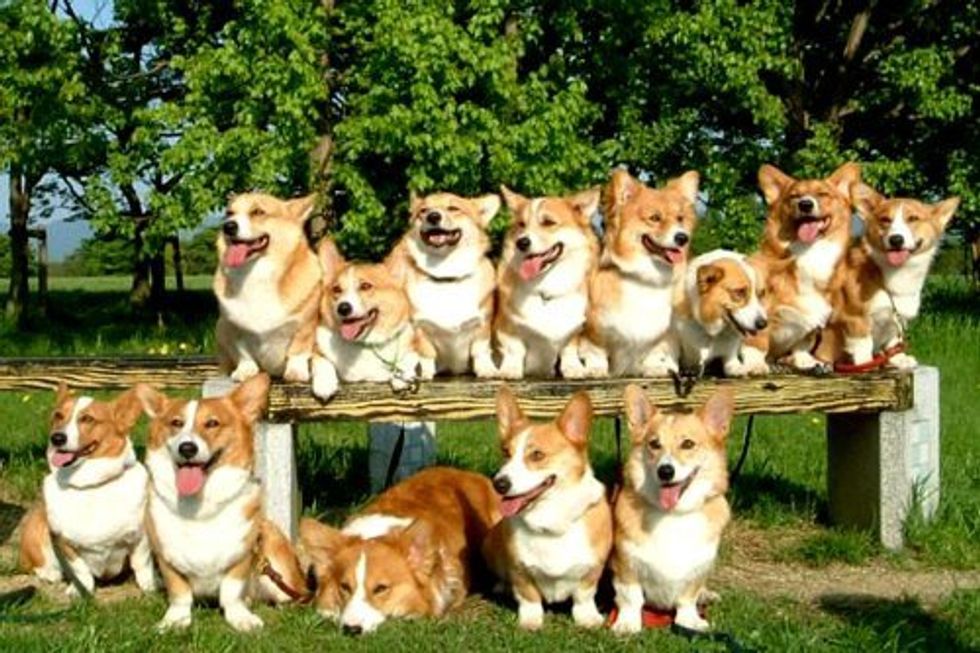 20 Corgi Gifs That Are Weirdly Relatable