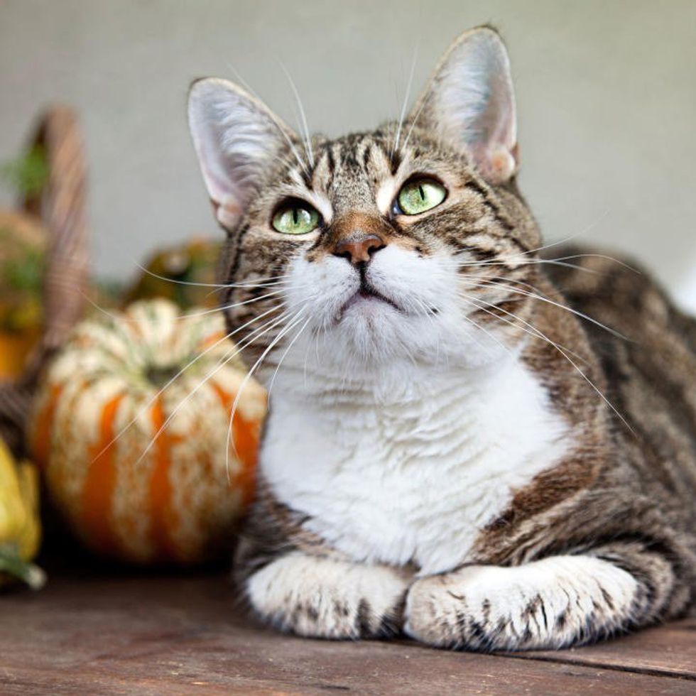 12 Cat Breeds To Make Your Day