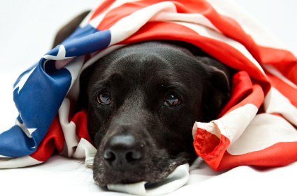 How Different Breeds Of Dogs Will Celebrate Fourth Of July