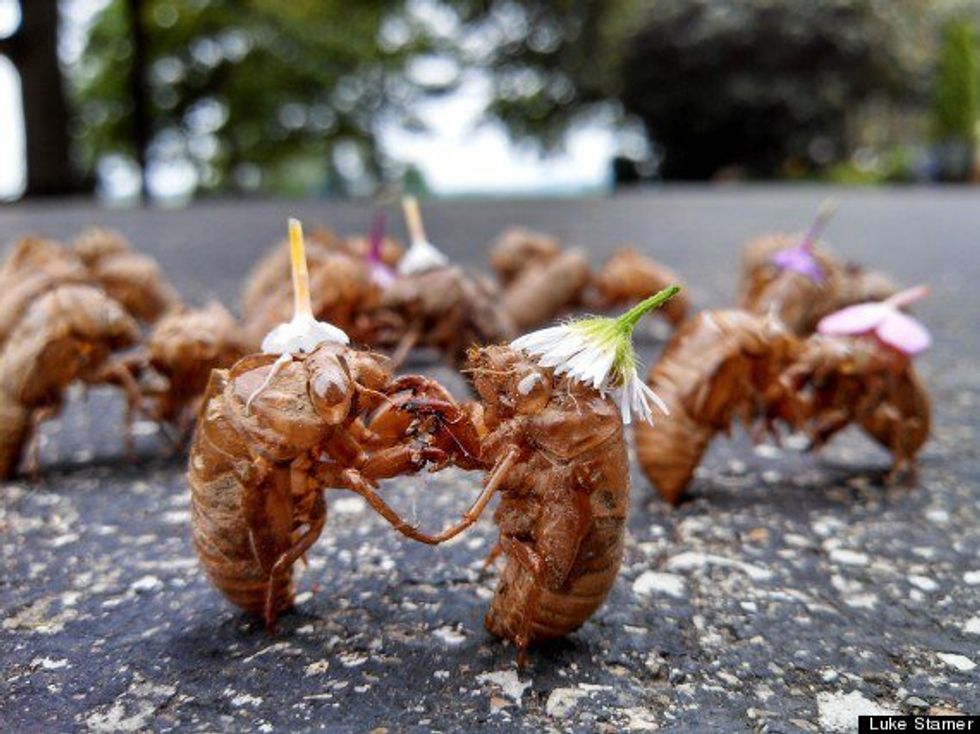 17 Things You Learn About 17 Year Cicadas.