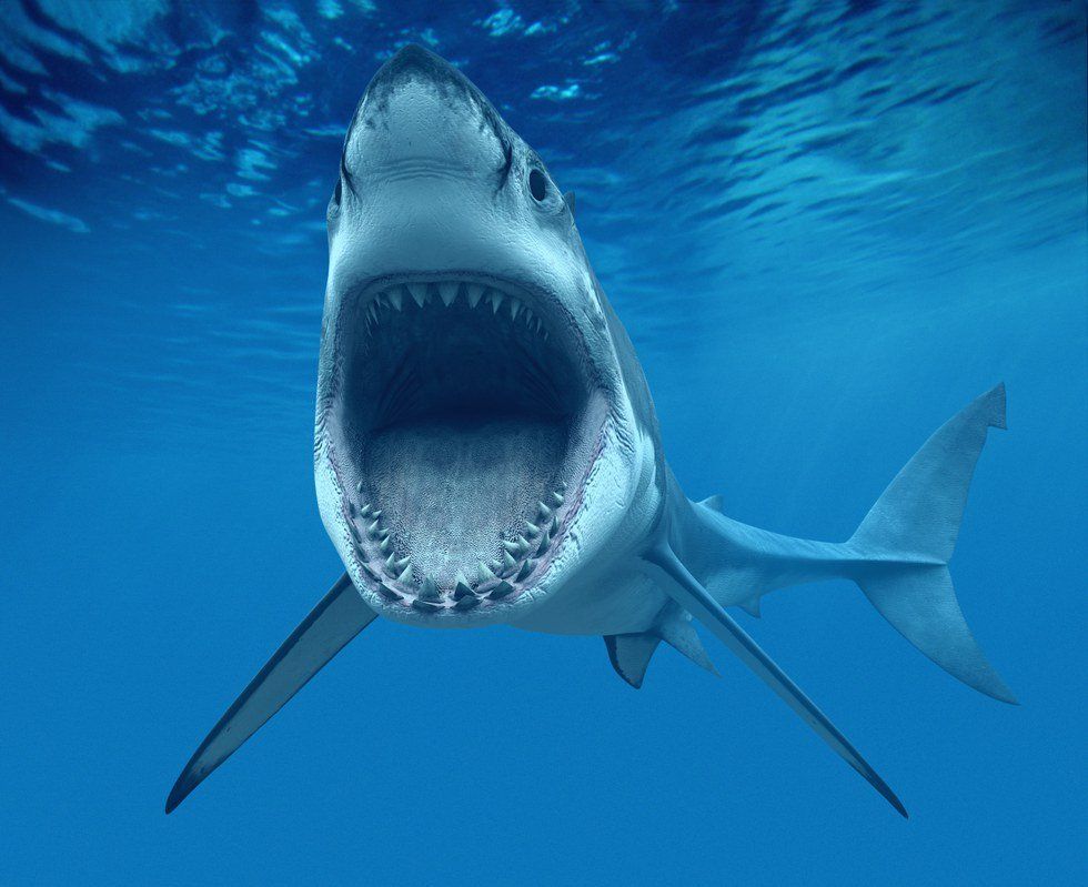 Ten Pieces Of Advice To Help Avoid A Shark Attack