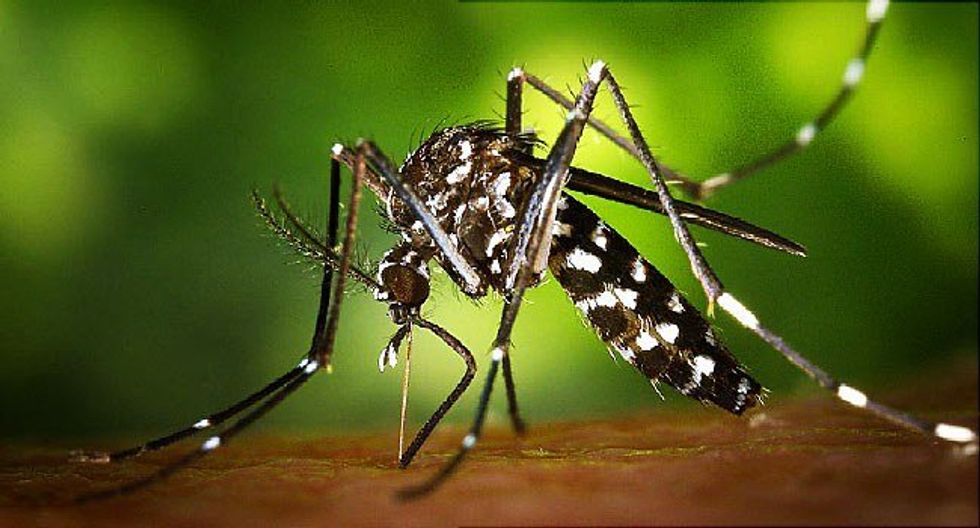 What You Need to Know About Zika