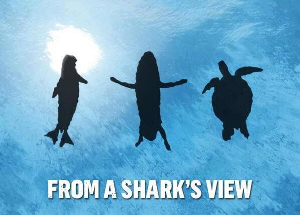 Sharks: They Initially Mean No Harm