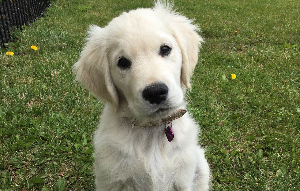 12 Ways Getting A Puppy Has Changed My Life For The Better