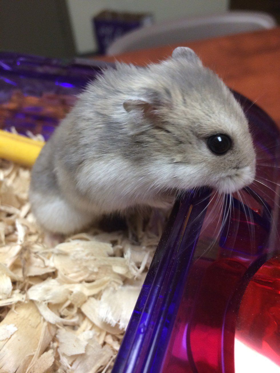 12 Reasons Why Having a Pet Hamster is the Best