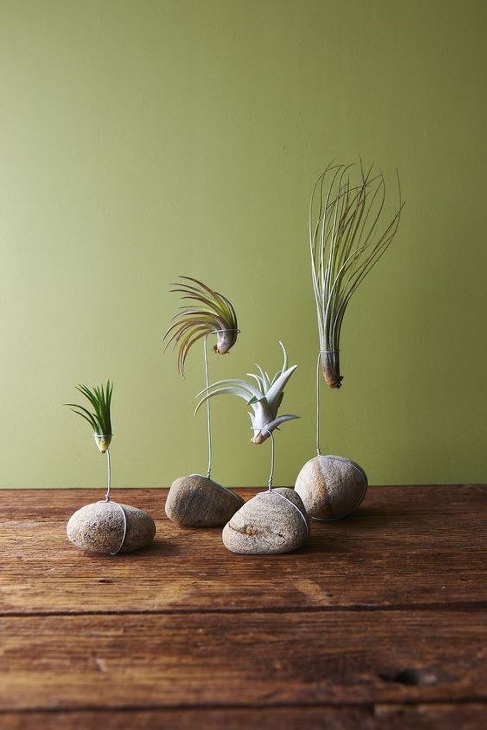 Simple DIY Crafts Using Air Plants