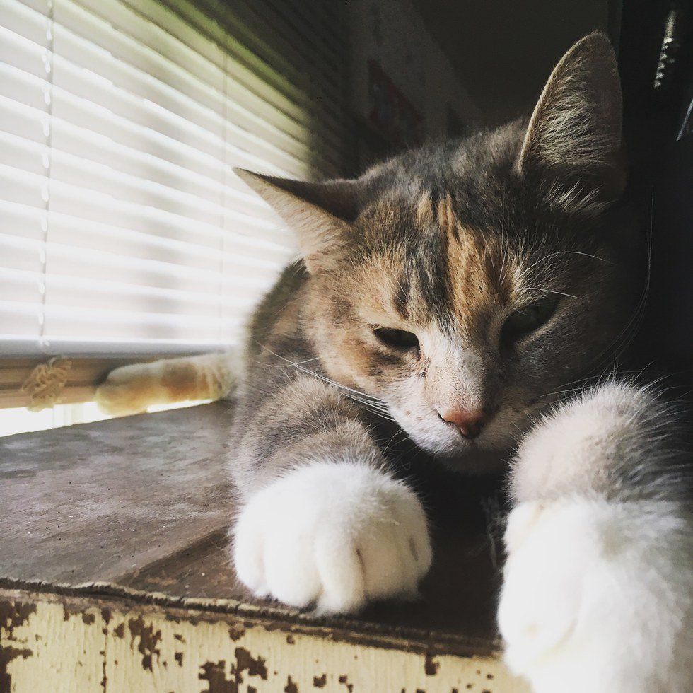 10 Things That Cats Can Do, That Would Get Any Other Roommate Kicked Out