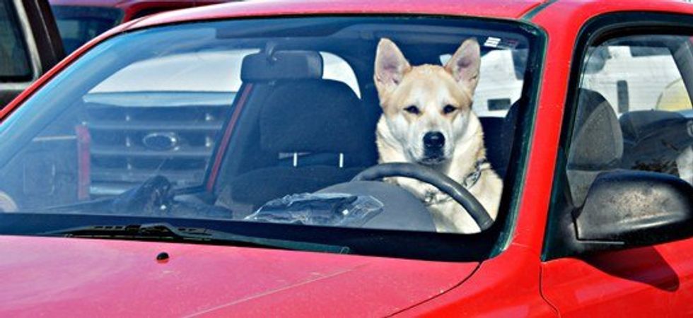 Your Pup Doesn't Need To Run Errands With You