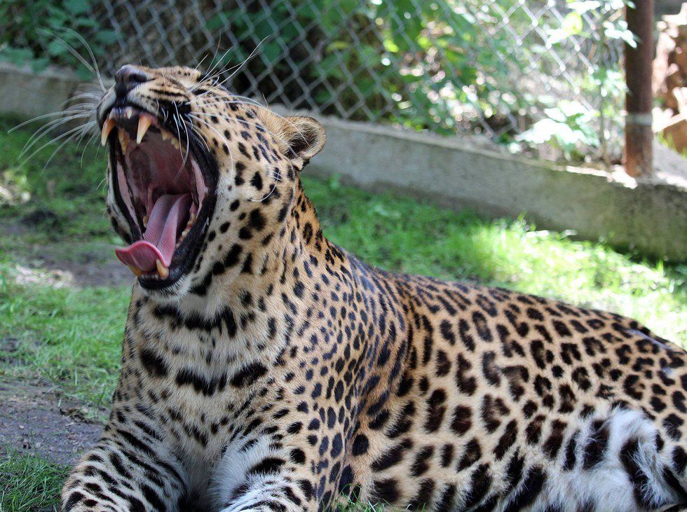 Visit Big Cats In The Backyard