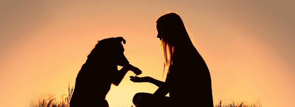 Why Everyone Should Experience The Love Of A Pet