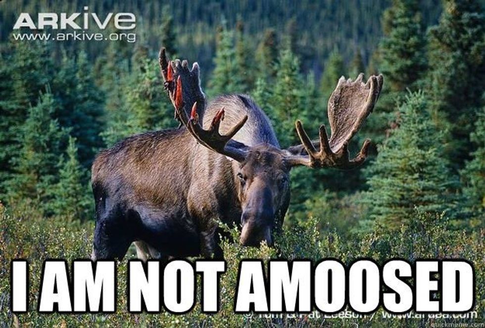 How To Survive A Moose Attack