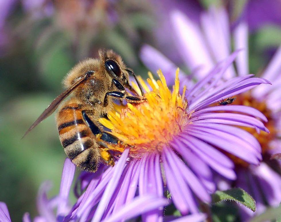 Bee Aware: The Death Of The Honey Bee