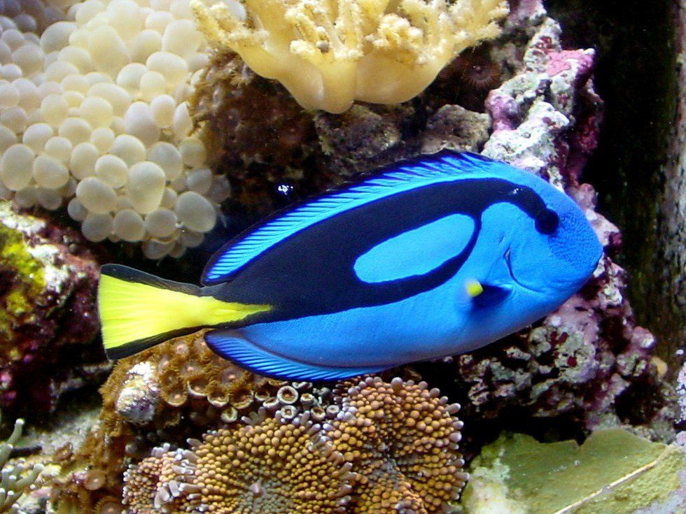 Save The Blue Tang