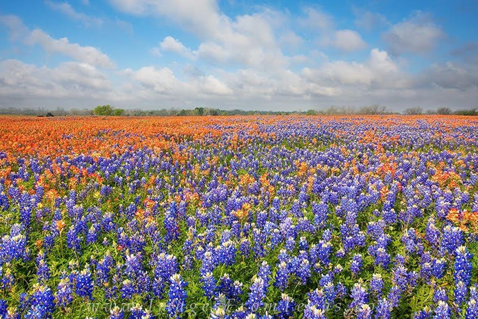 Spotlight On Lady Bird Johnson: Wildflower Center