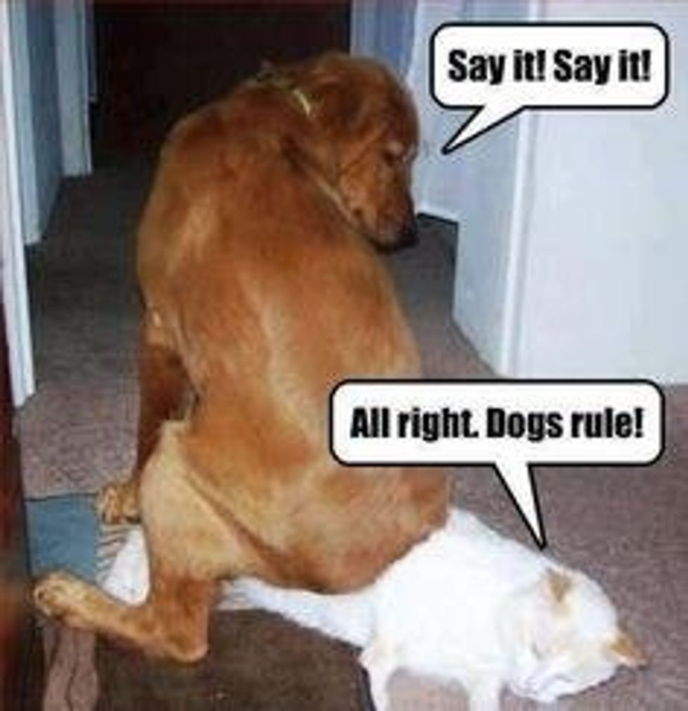 Cats Vs. Dogs