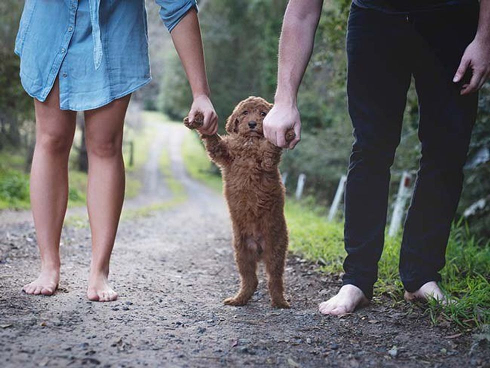 10 Ways Puppies Are Like Children