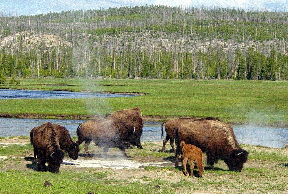 Yellowstone National Park: What Happened To Common Sense?