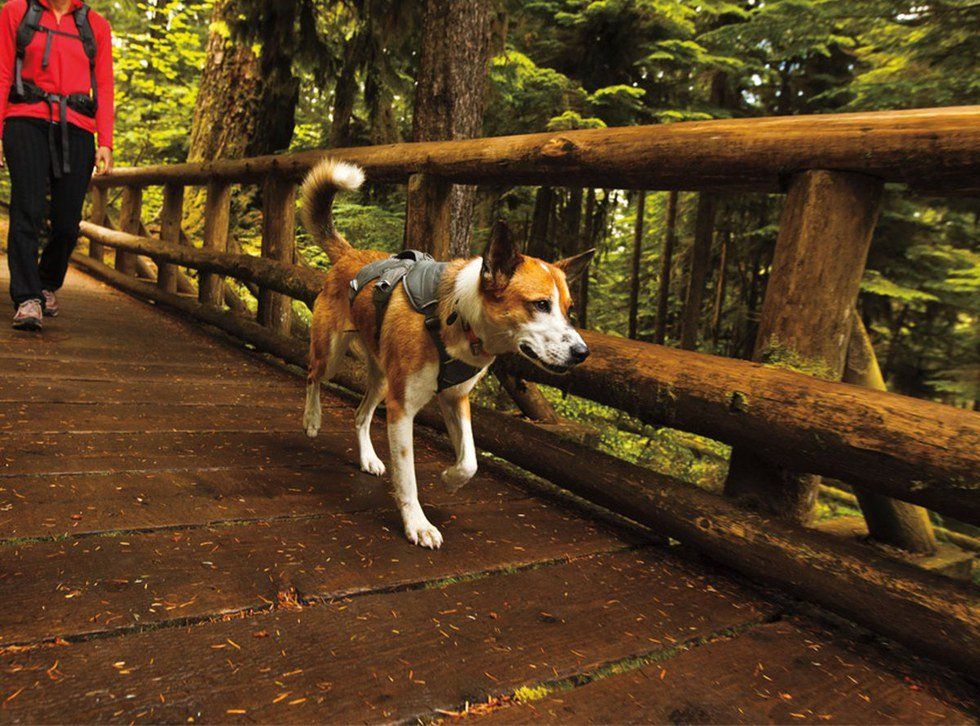 11 Must Have Items For Your Dog's Next Outdoor Adventure