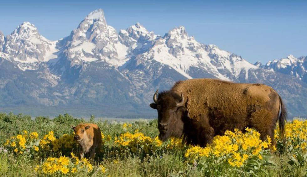 Yellowstone Buffalo Harassment And Slaughter