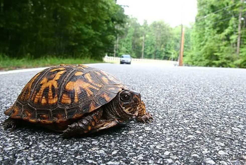 Why Did The Turtle Cross The Road?