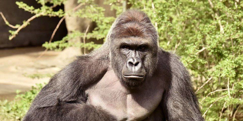 Why Gorillas Are In Zoos