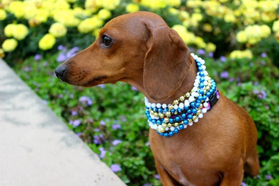 Why Everyone Needs A Wiener Dog