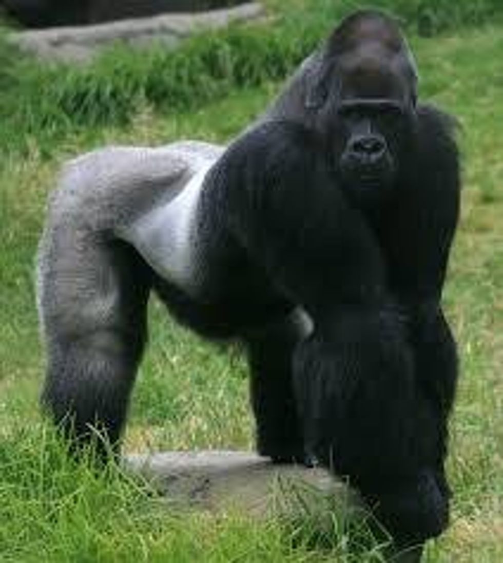 An Opinion On Gorillas And Zoos