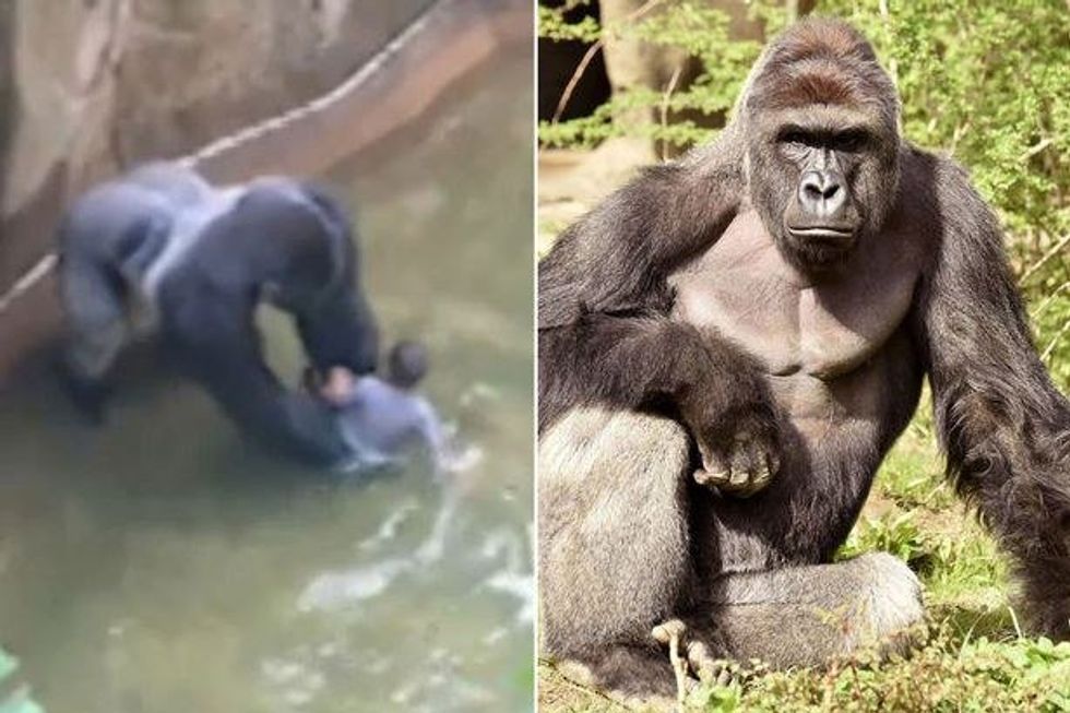 God Bless Harambe, But The Zoo Didn't Have A Choice