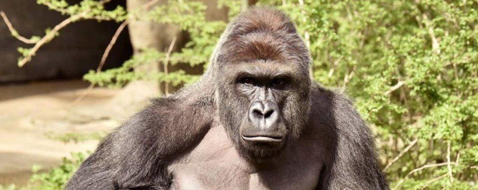 Why We Should All Start Eating Gorilla Meat