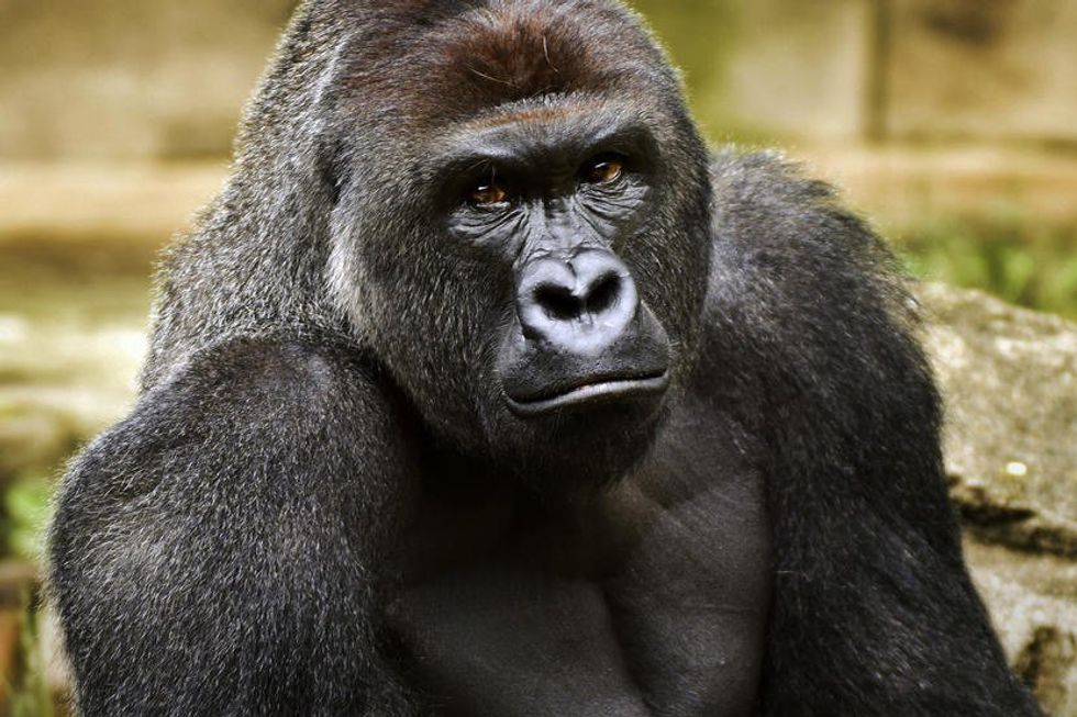 Why A Gorilla's Death Mattered More To The Media