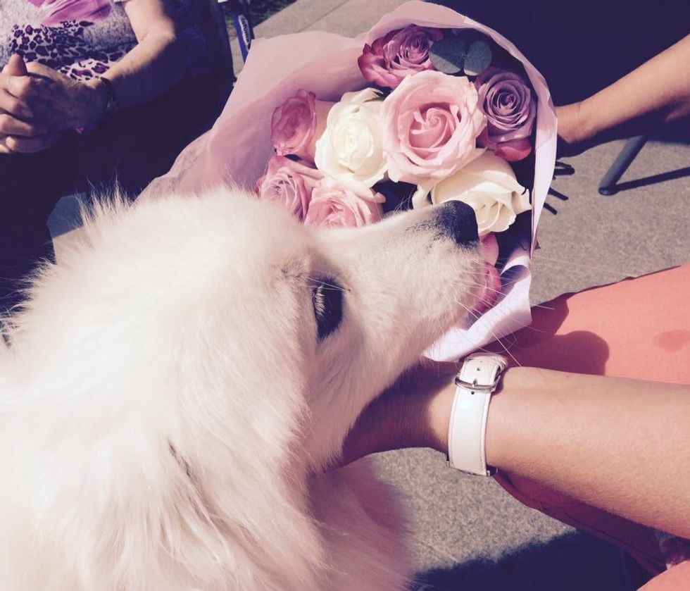 13 Reasons Samoyeds Are The Best Dogs Ever