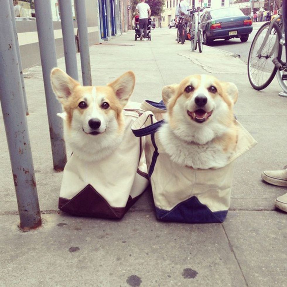 For The Love Of Corgis