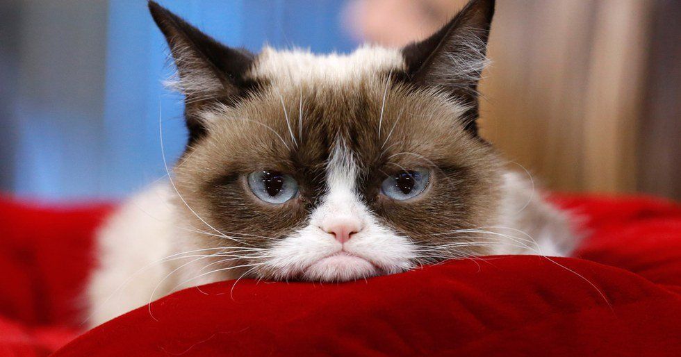 Top 10 Grumpy Cat Memes