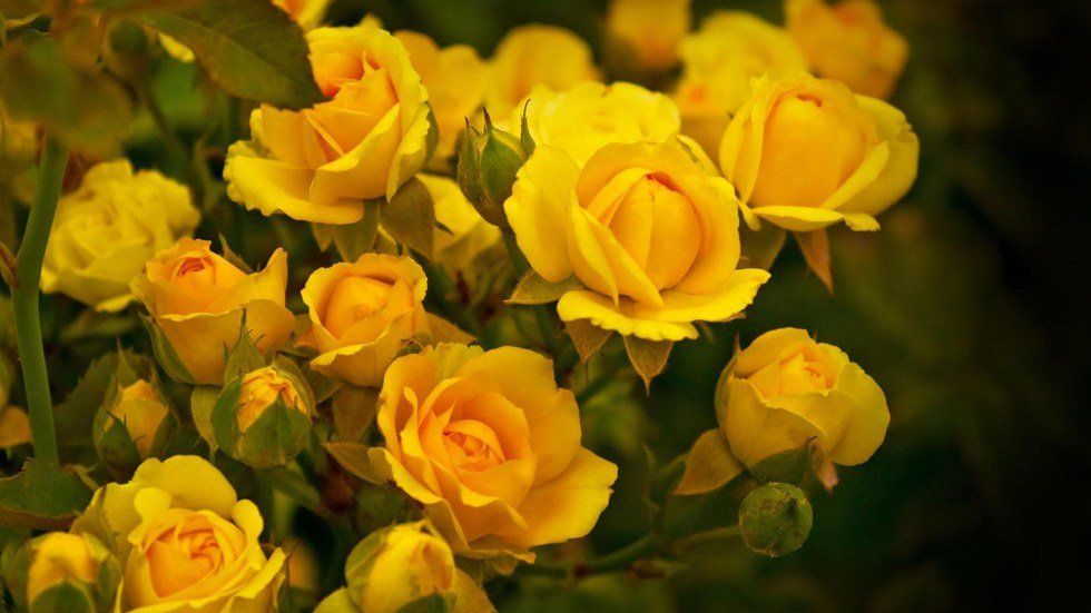 Home Is Where The Yellow Roses Grow