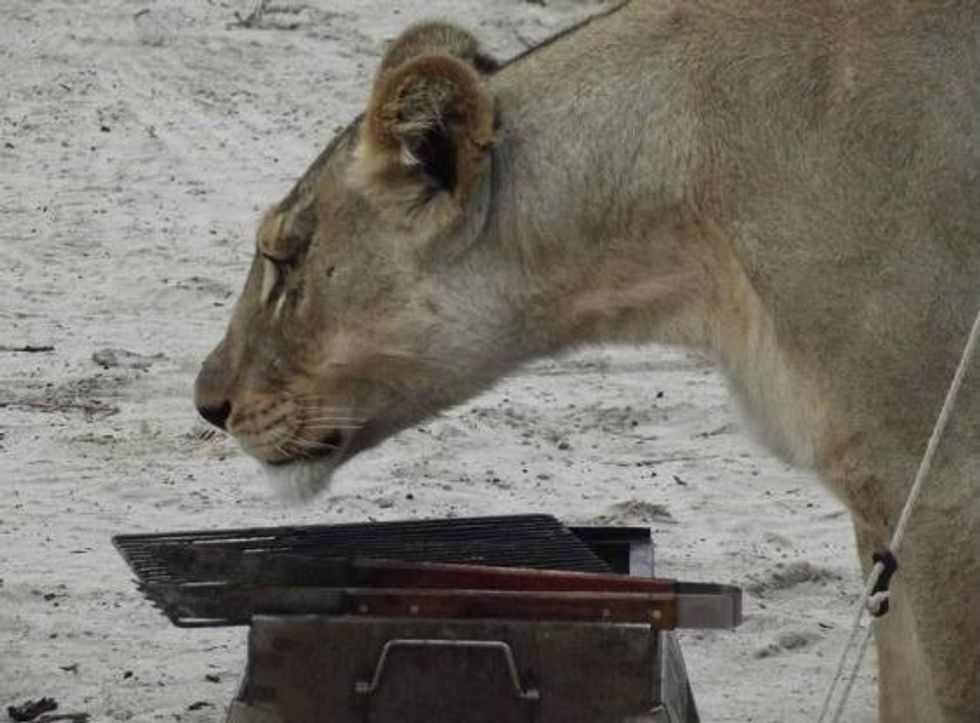 Video Shows Camper Encountering 2 African Lions