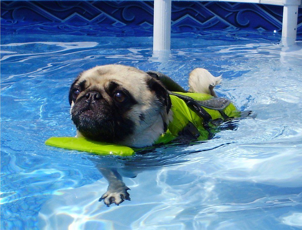 10 Pugs That Are Doing Summer Better Than You