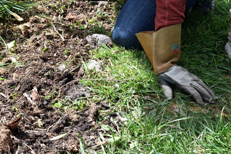 Grow Your Own: Gardening And Its Perks