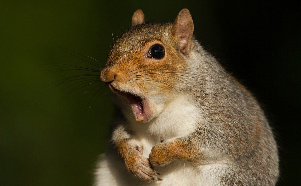 LaTech Summer: As Told By The Squirrels