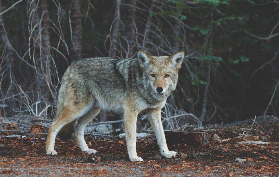 Are Wolves Really Big And Bad?